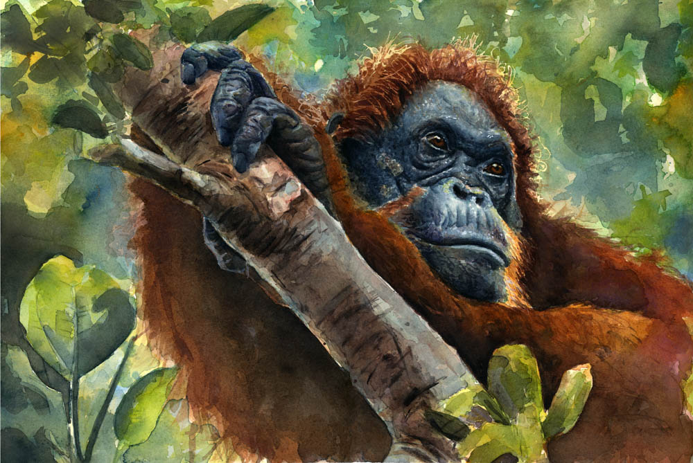 Orangutan