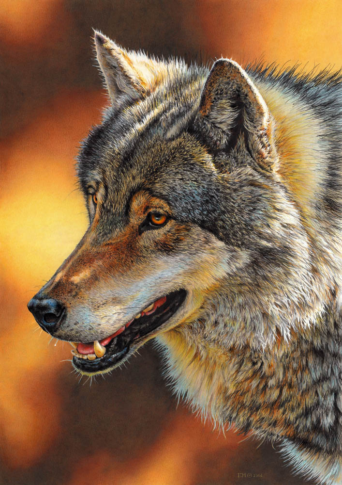 Gray Wolf