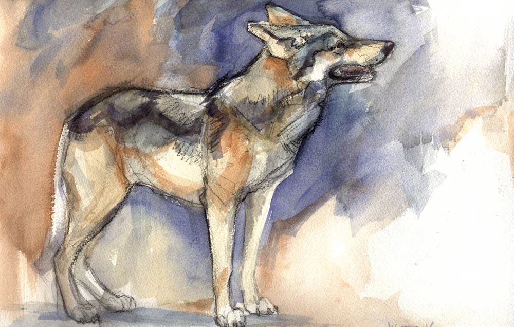 Mexican Wolf