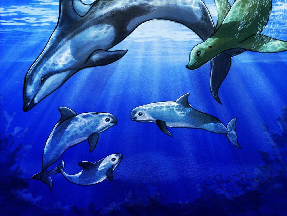 Vaquita Porpoise