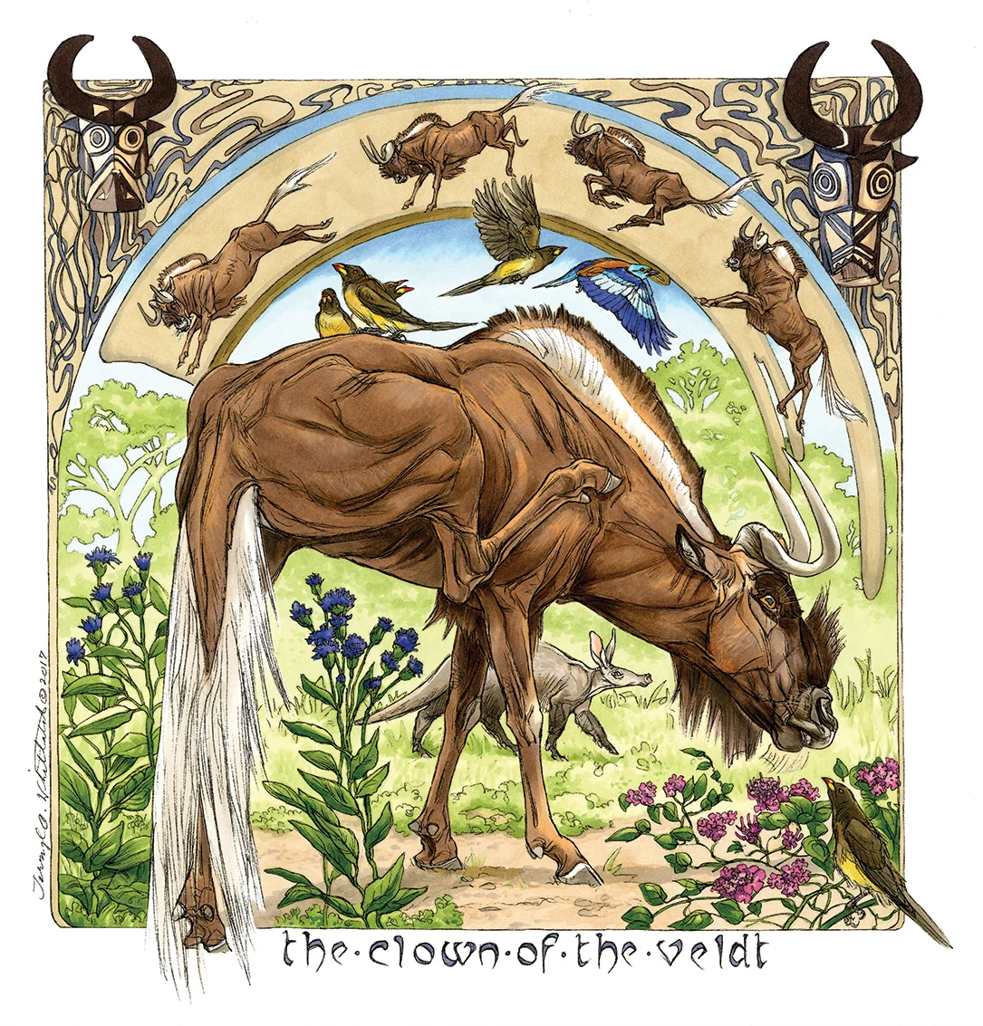 “The Wite-tailed Gnu (Black Wildebeest)”