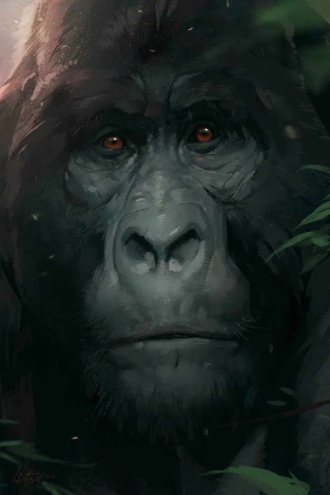 “Regard (Mountain Gorilla)”