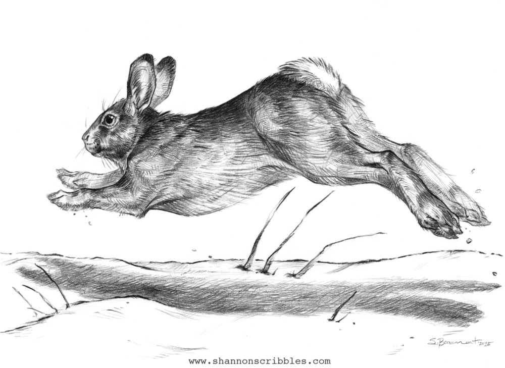 "Rabbit Run!"