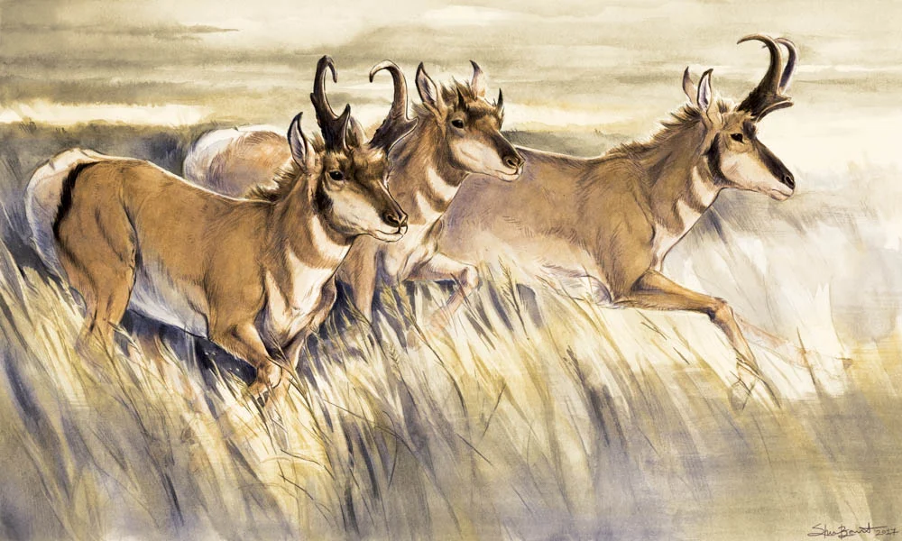 “Wir Fliegen (Pronghorn)”
