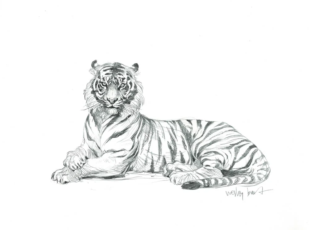 “Panthera Tigris Sumatrae (SumatranTiger)“