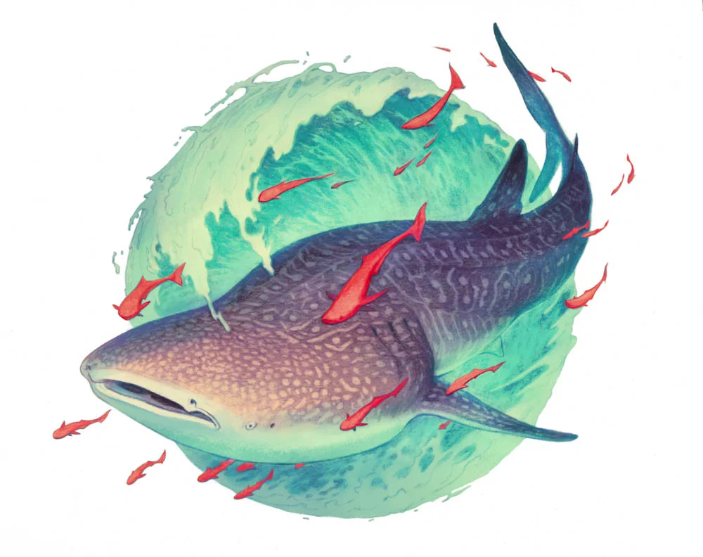 “The Lord Fish (Whale Shark)“