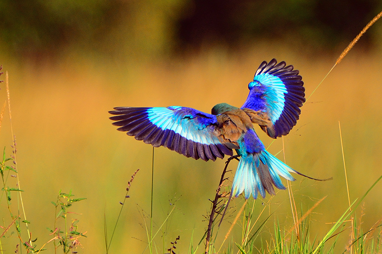 AdobeStock_106408062.png