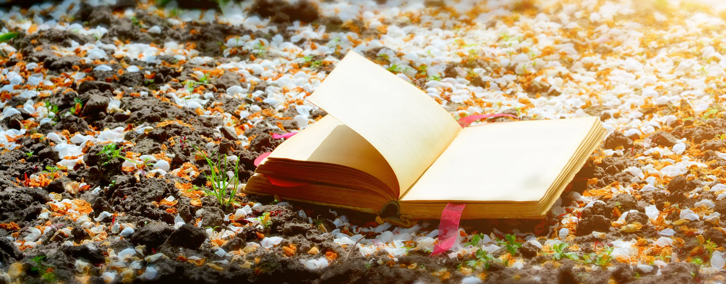 On the ground, covered with white petals is an open book with a red heart. Toning. Focus on the front of the book