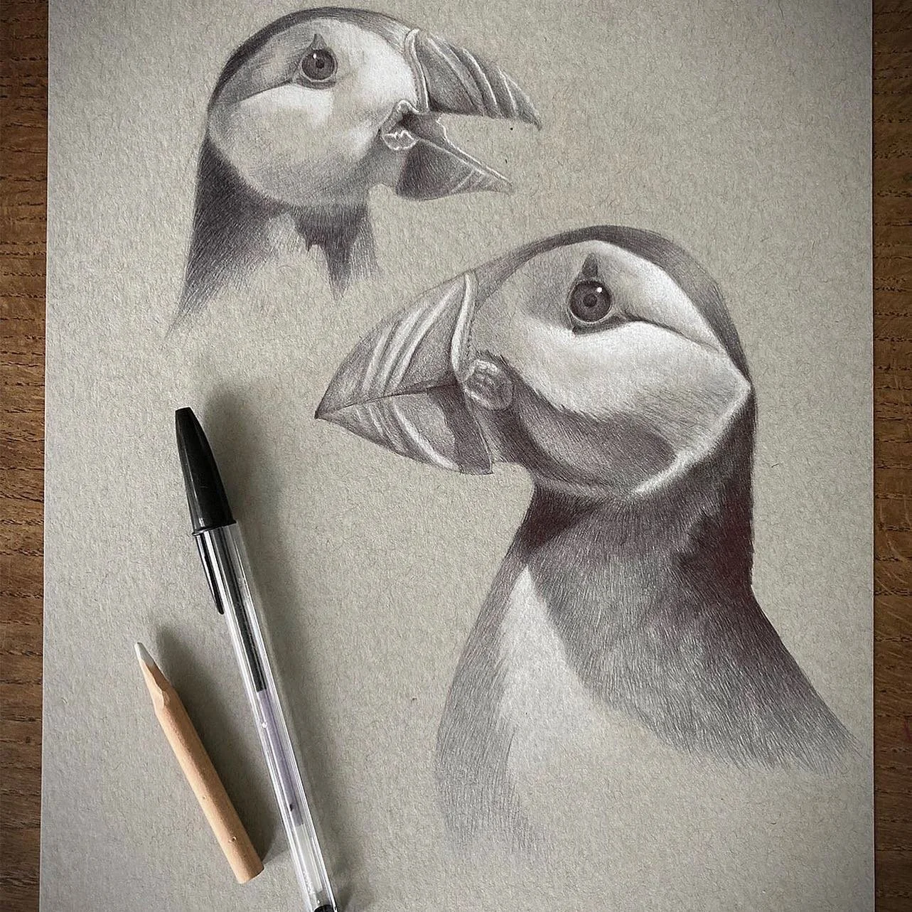 Puffins are any of three species of small alcids in the bird genus Fratercula. These are pelagic seabirds that feed primarily by diving in the water. They breed in large colonies on coastal cliffs or offshore islands, nesting in crevices among rocks 