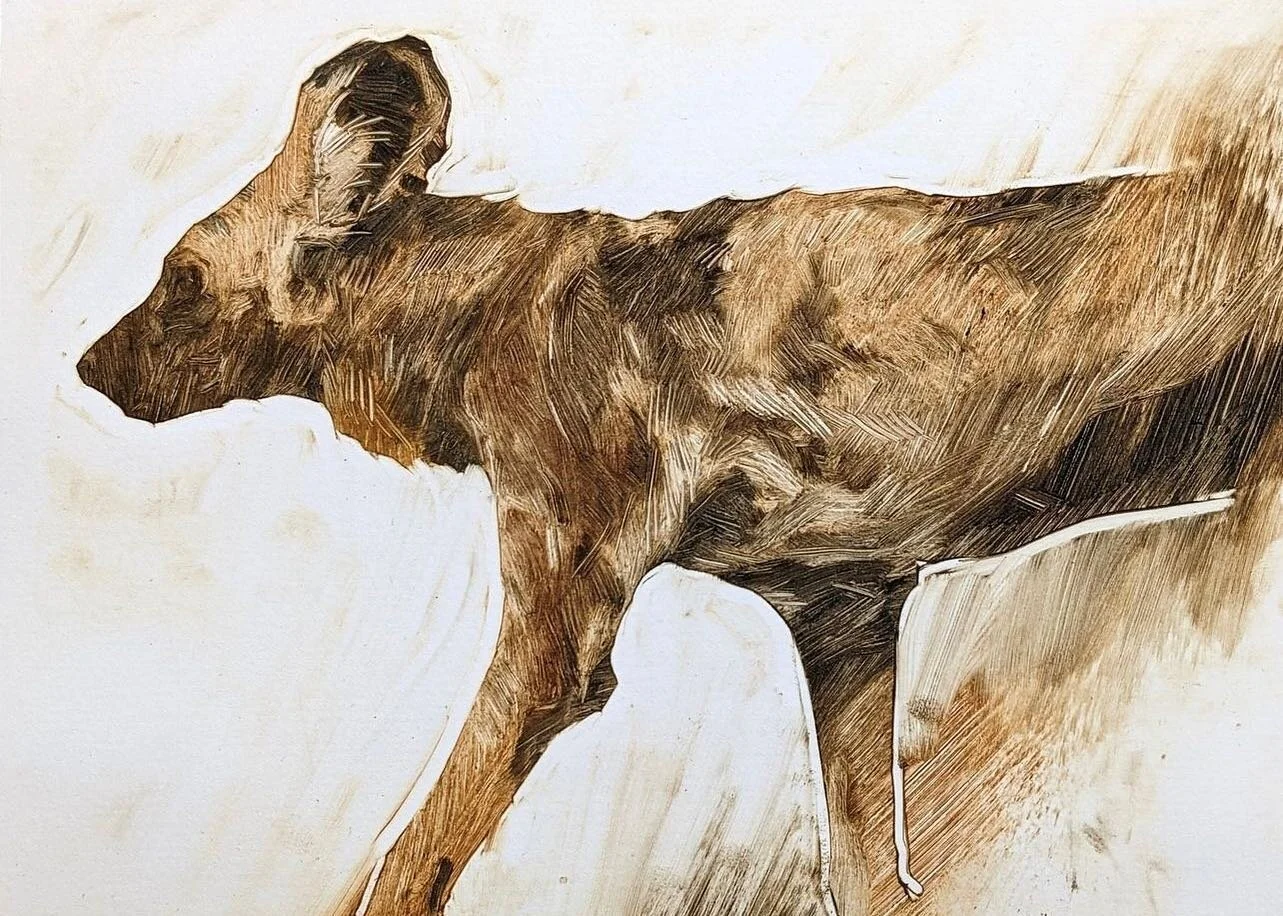 The African wild dog is mostly found in savanna and arid zones, generally avoiding forested areas. This preference is likely linked to the animal's hunting habits, which require open areas that do not obstruct vision or impede pursuit. Nevertheless, 