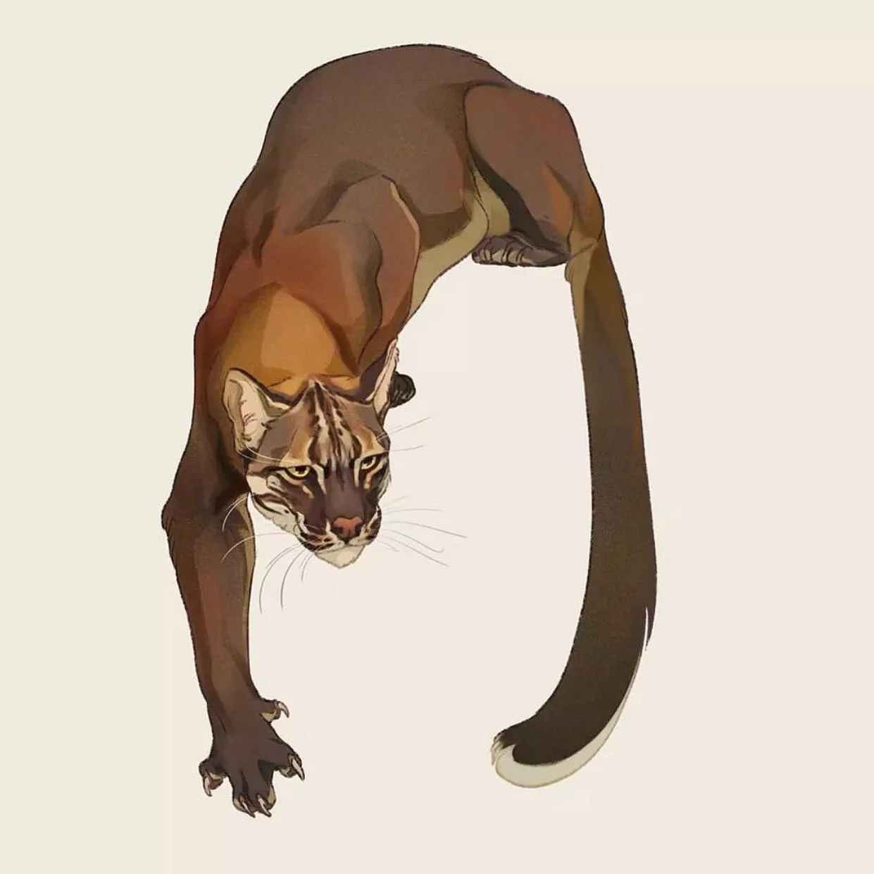 The Asian golden cat can be found in regions such as Bhutan, India, Bangladesh, Myanmar, Thailand, Tibet, Nepal, Cambodia, Vietnam and Laos. Asian golden cats establish their territories primarily in forests, including tropical and subtropical rainfo