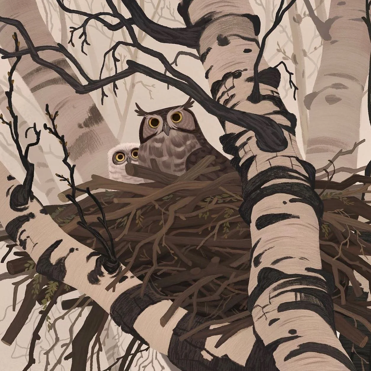 Great horned owl nests often consist of sticks and vary widely in size, depending on which species originally built the nest (usually Red-tailed Hawks, other hawk species, crows, ravens, herons, or squirrels). Great Horned Owls may line the nest with