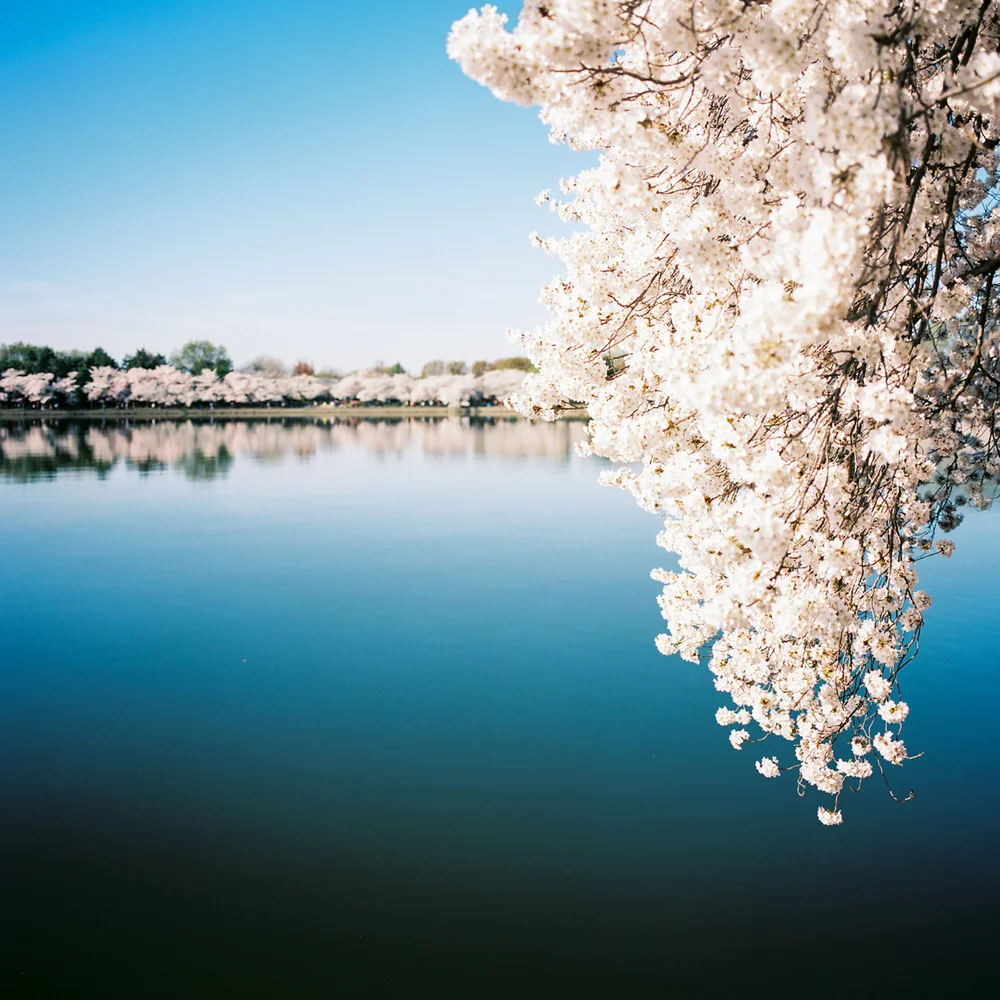 Stillness #7, Washington, DC 2015 Portra 160 + Mamiya 6 + The FIND Lab
