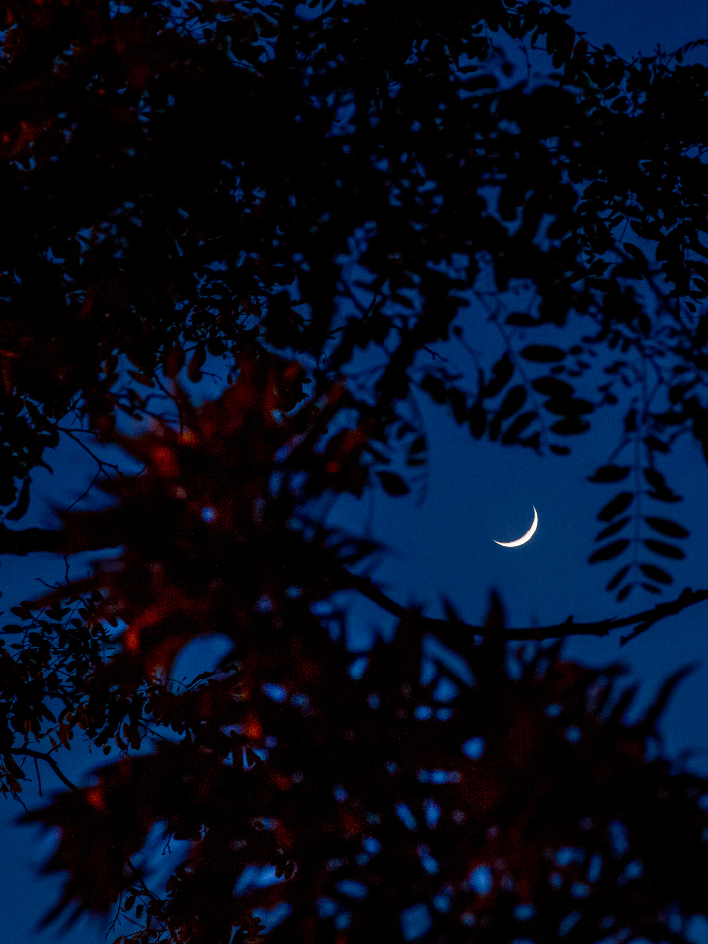 Moon through Trees | 20190507 2034 W:38.96x77.00@77m