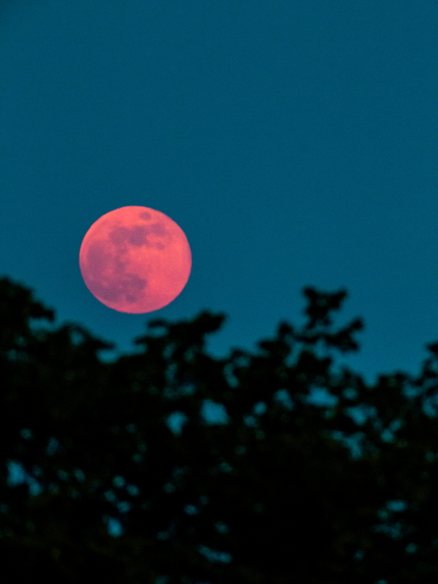 Full Flower Blue Moon 3 | 20190518 2029 E:38.96x77.00@84m