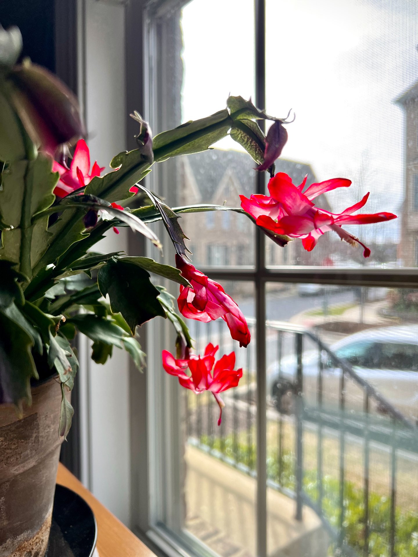 late bloomer