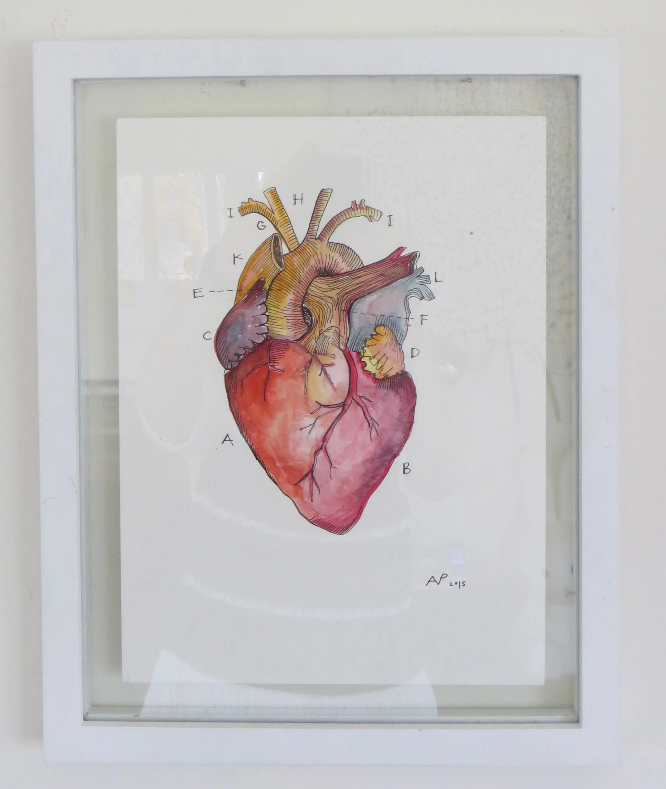 anatomically correct heart 