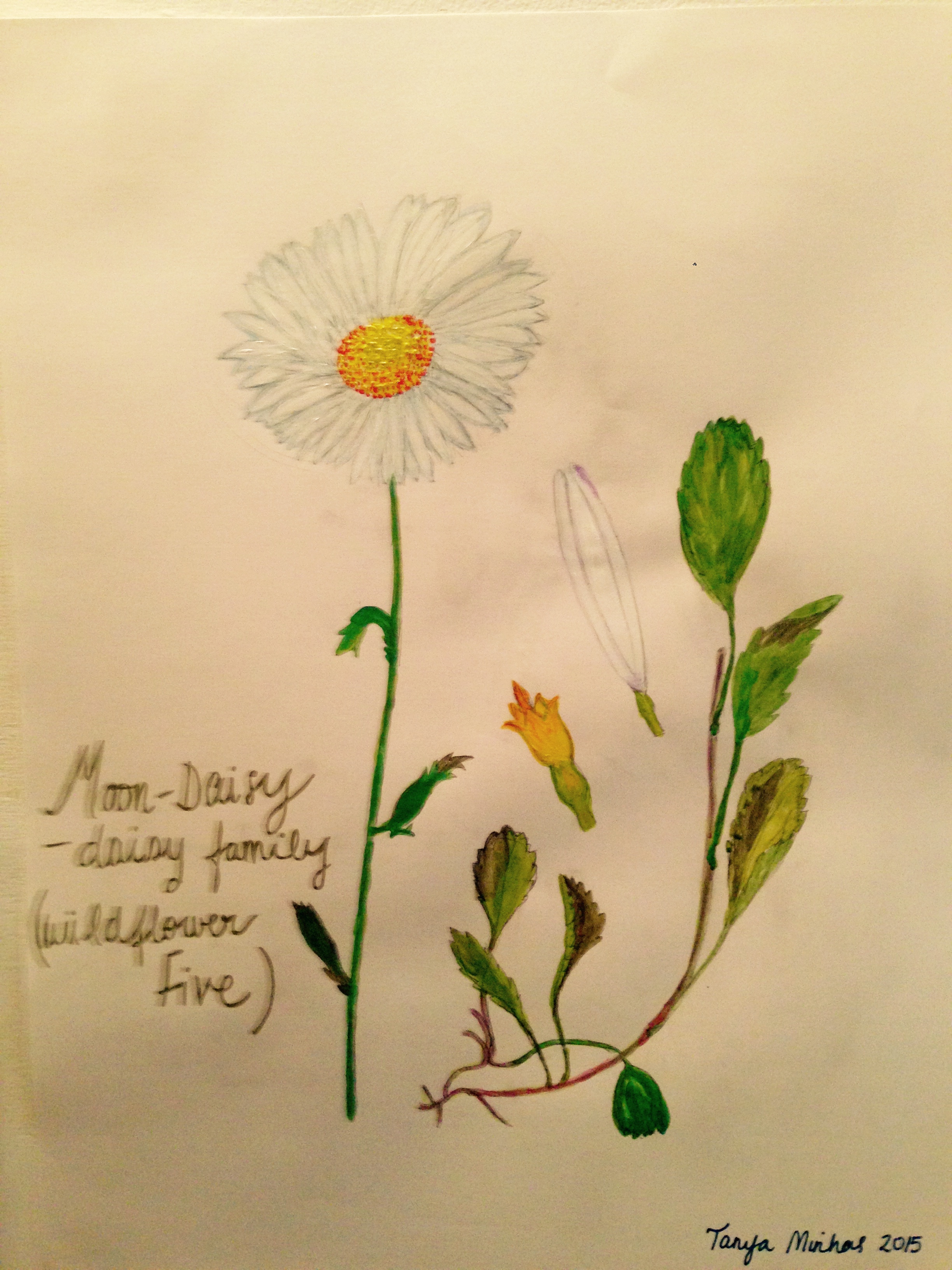 series American Wild Flowers Moon-Daisy