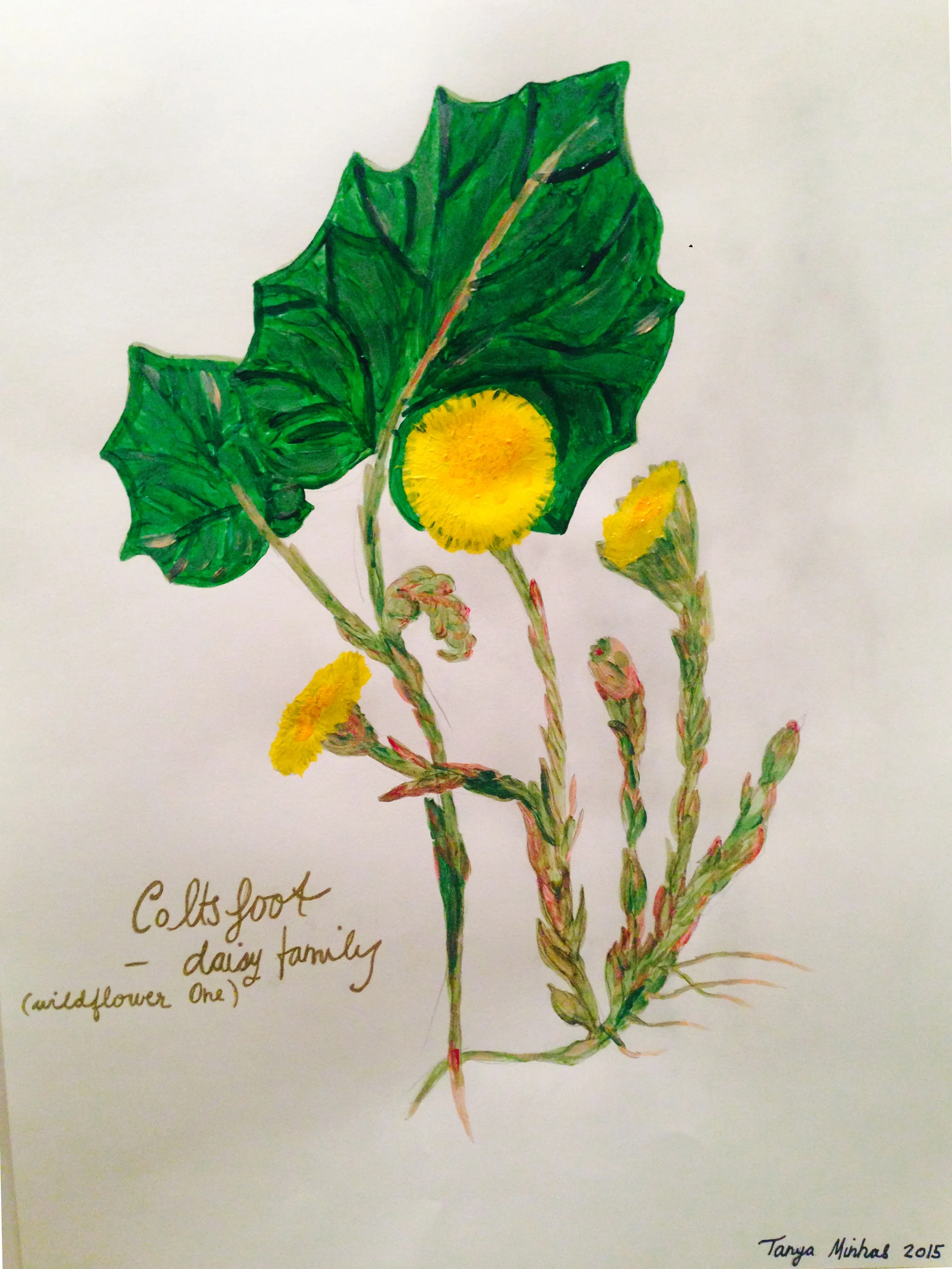 series American Wild Flowers Coltsfoot -