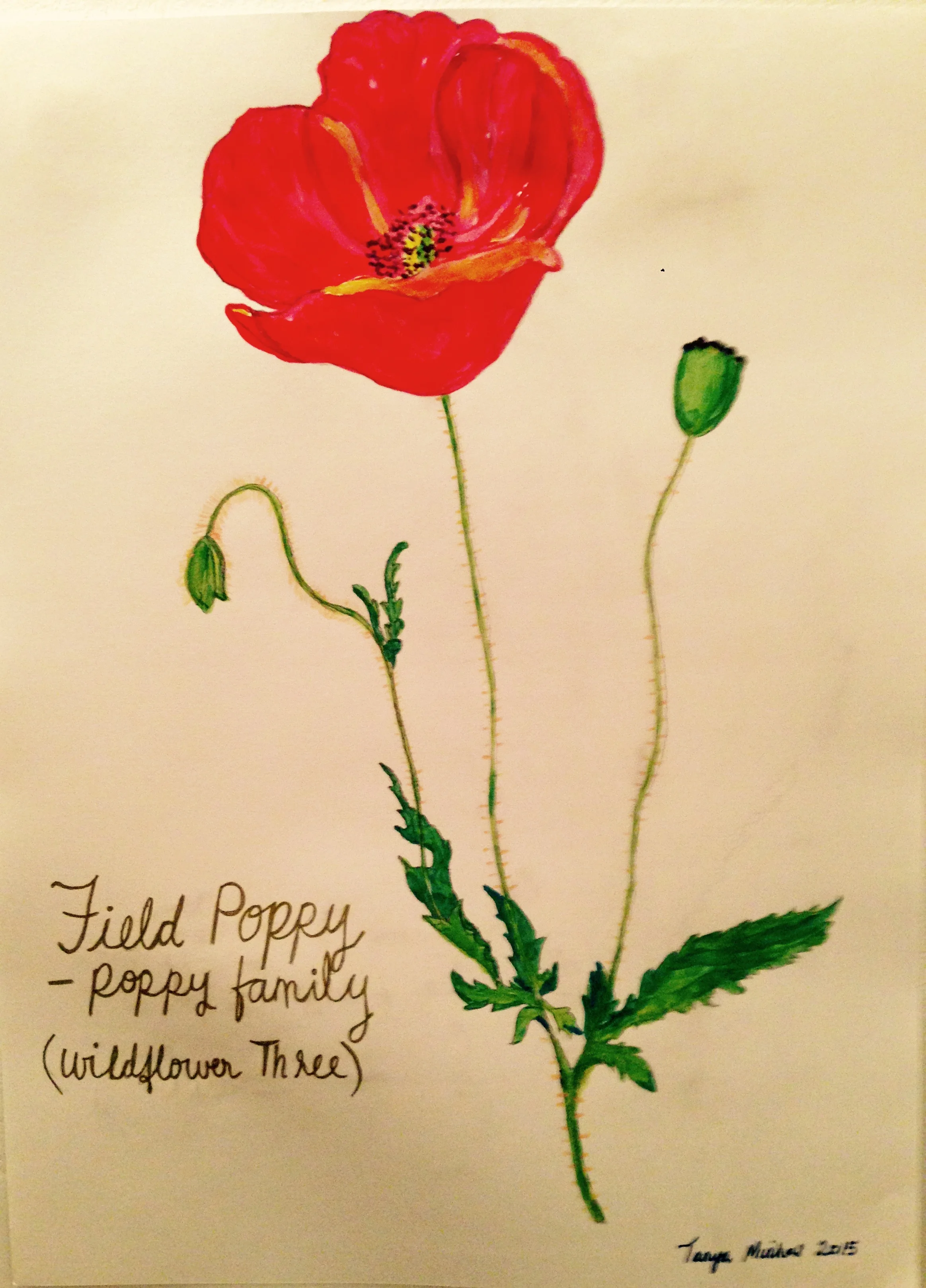 series American Wild Flowers Field Poppy- sold