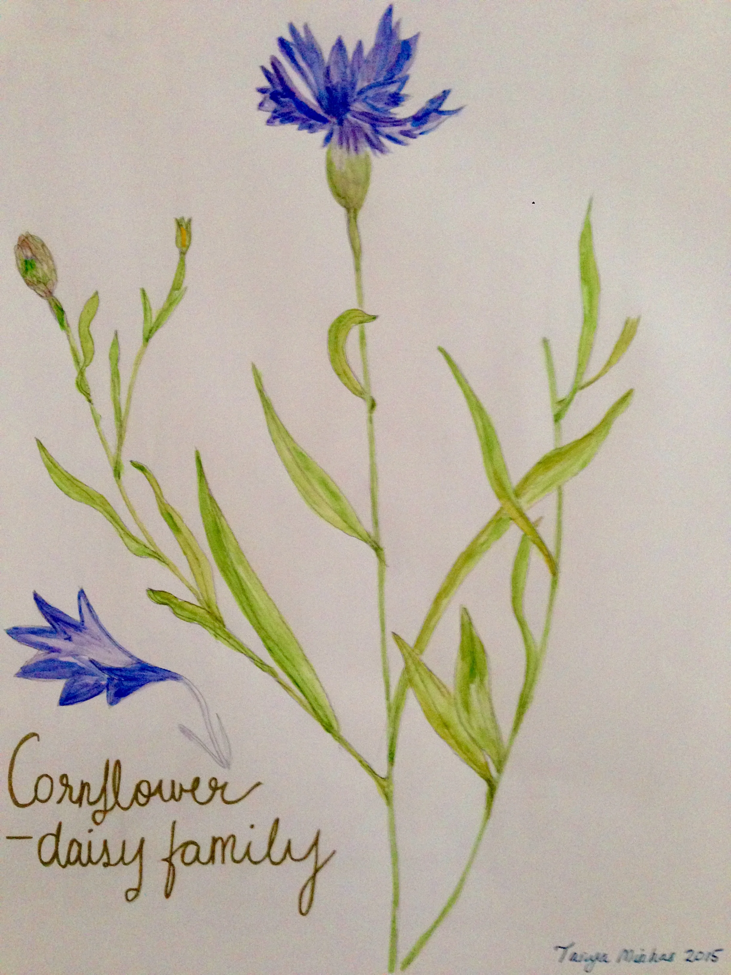  series American Wild Flowers Cornflower -