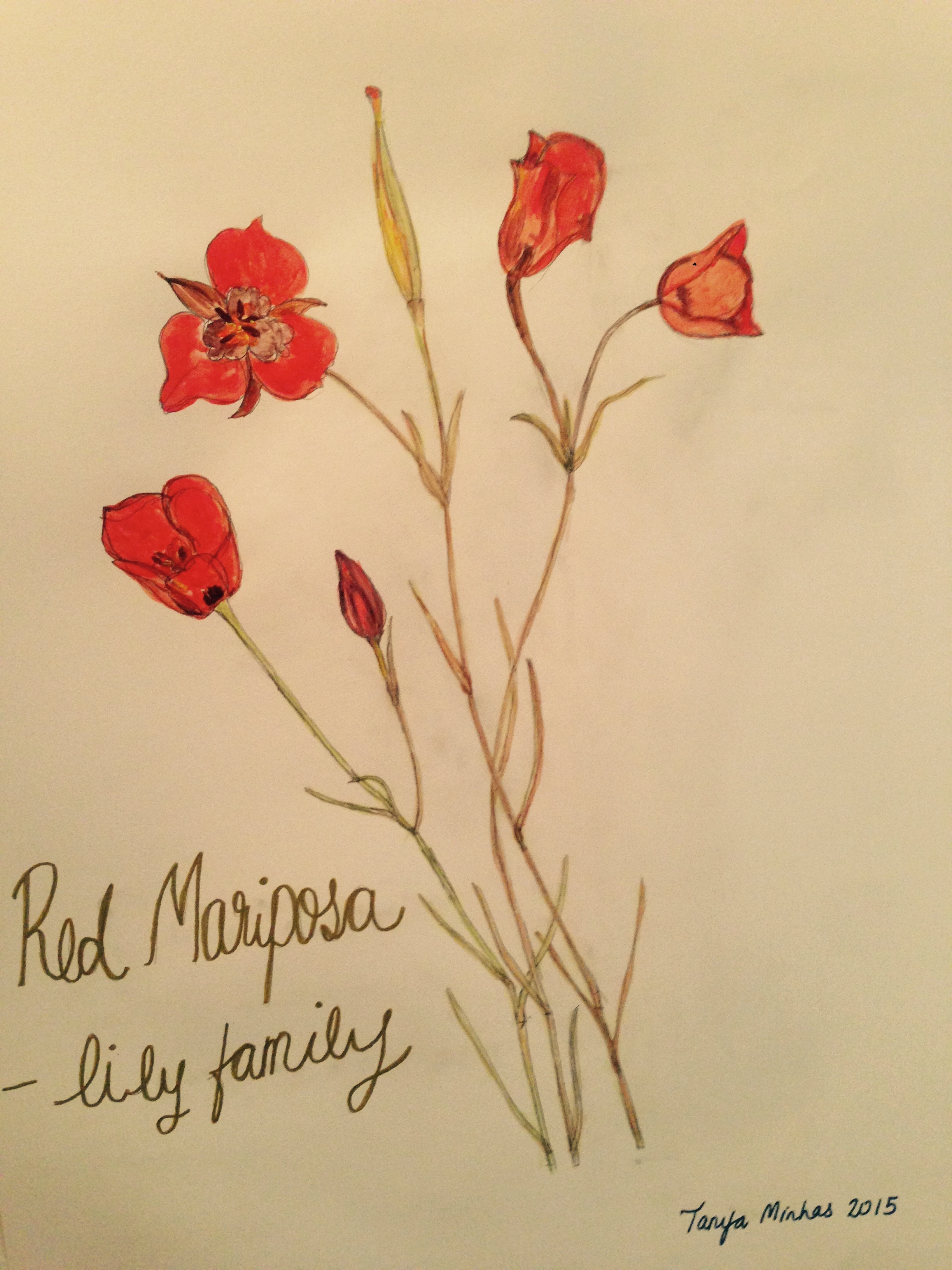 series American Wild Flowers Red Mariposa -