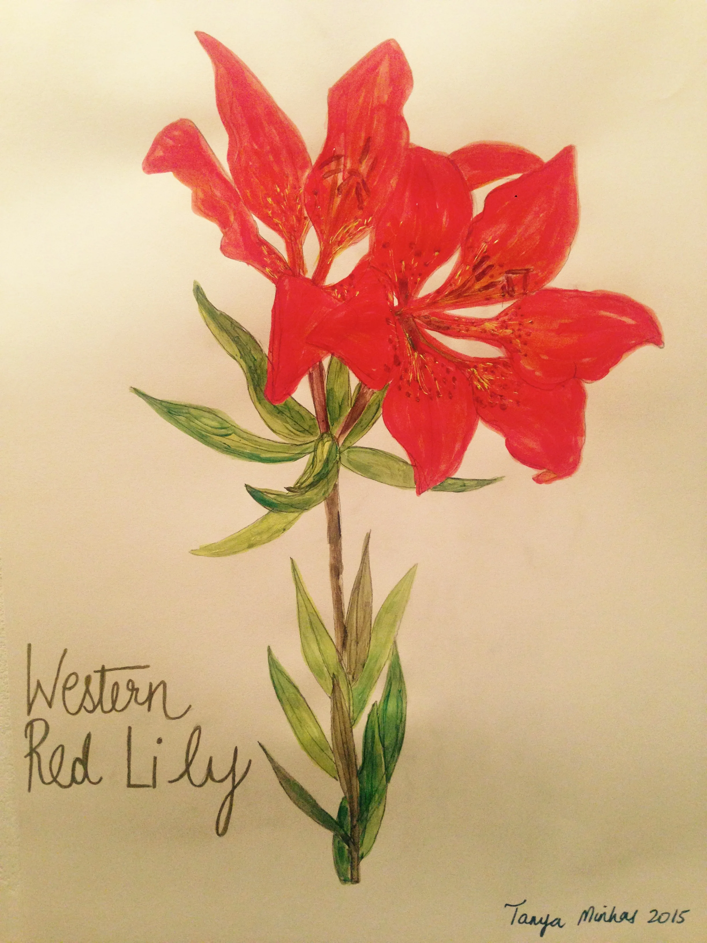 series American Wild Flowers Western Red Lily -