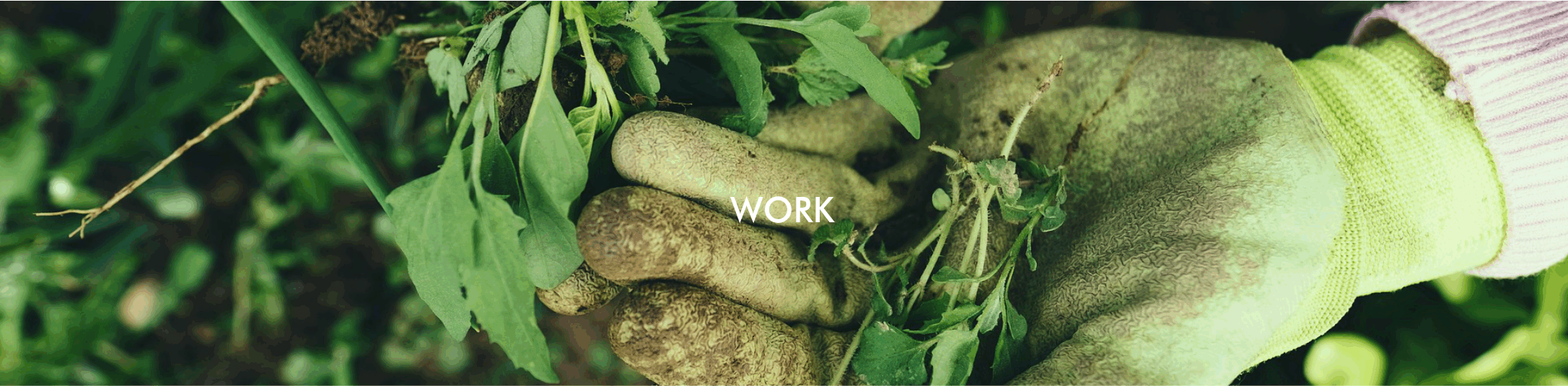 garden-WORK-one.png