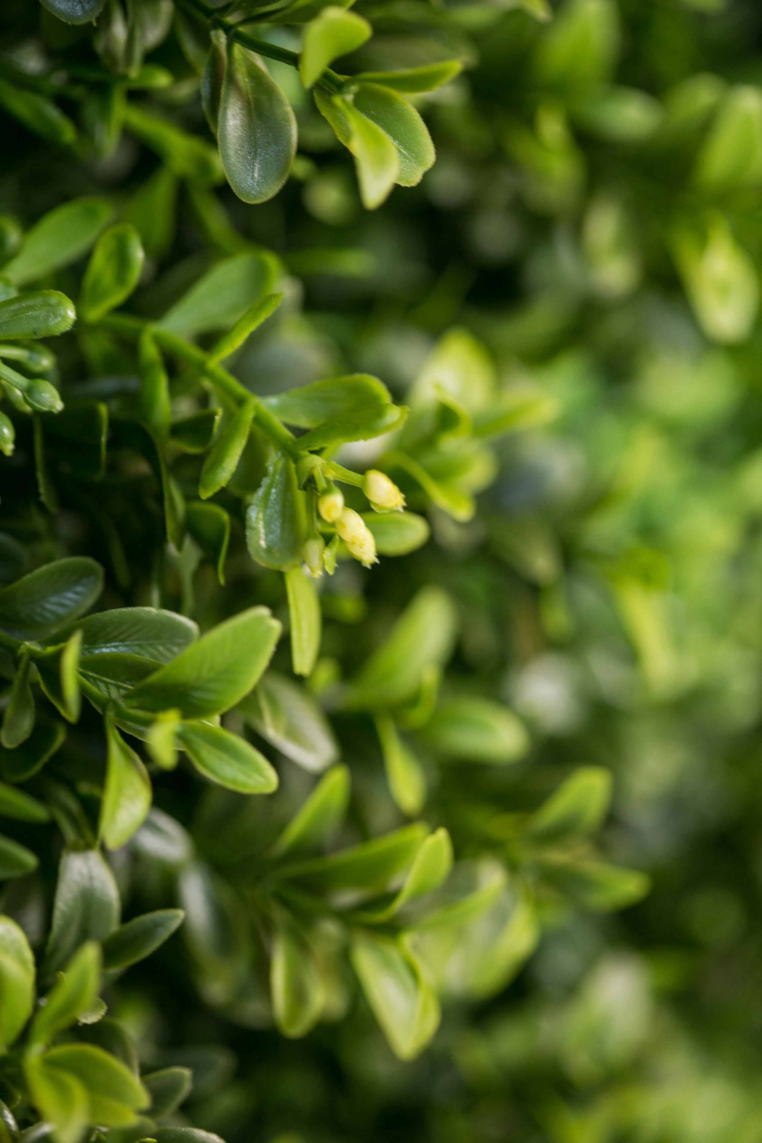 20190318_NicolFloral_087.jpg