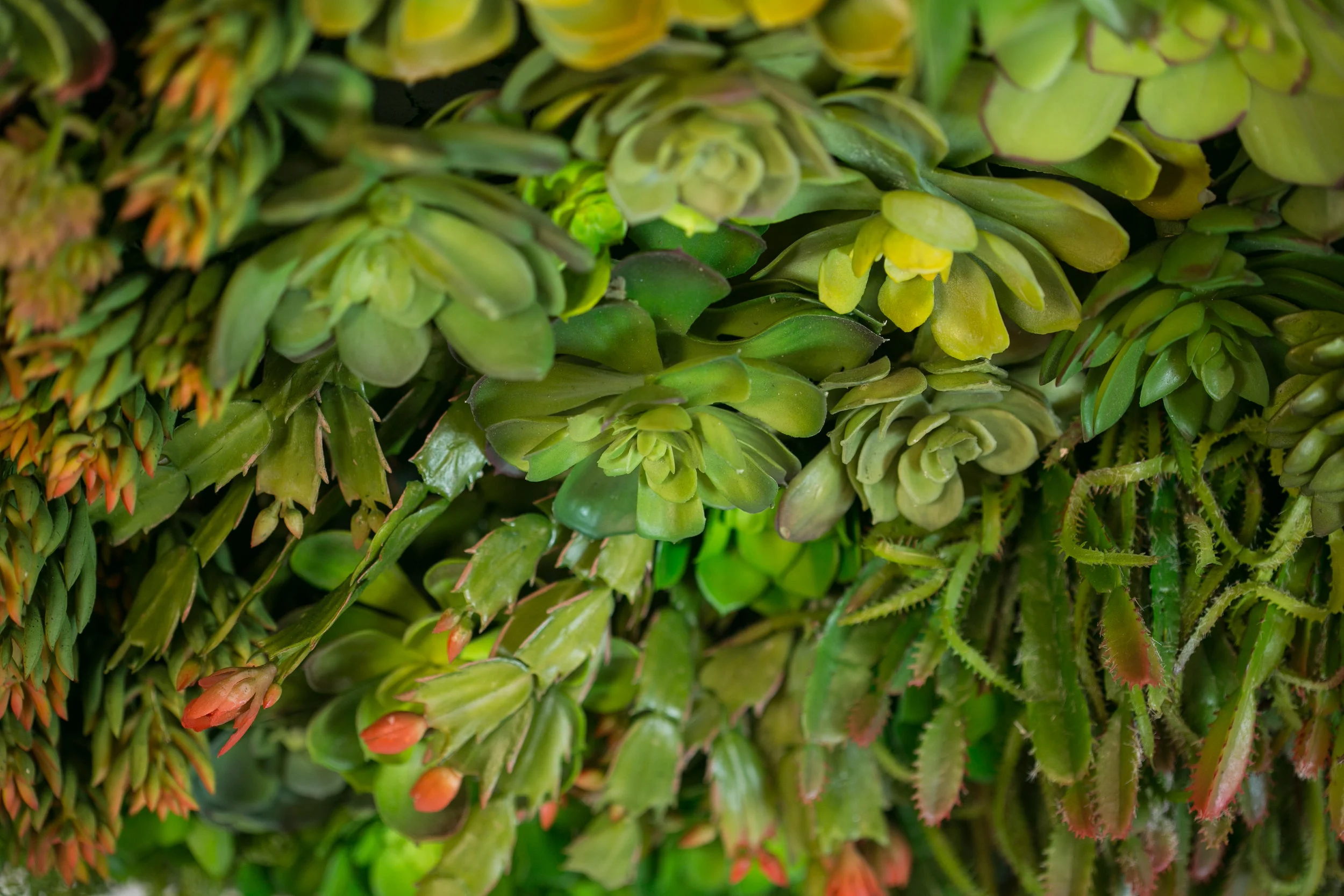 20190318_NicolFloral_471.jpg