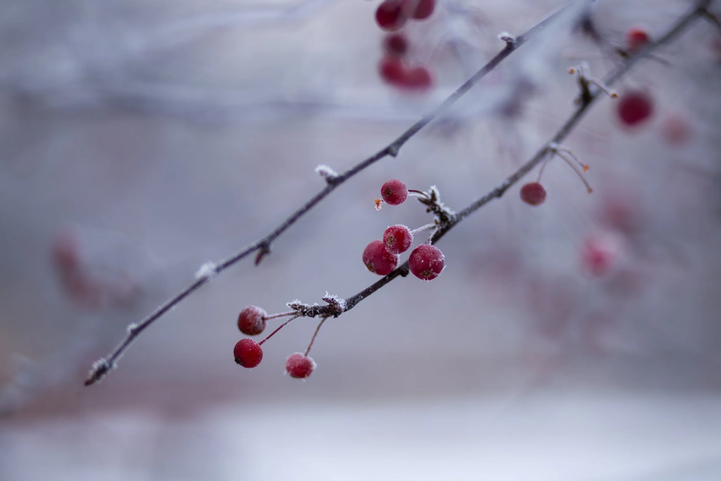 freestocks-org-526336-unsplash(1).jpg