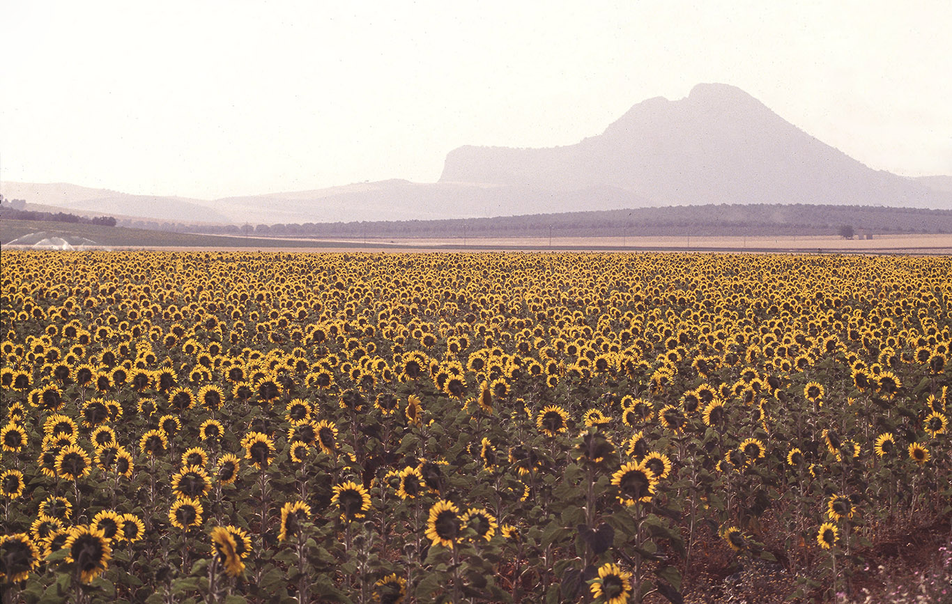 sunflower field antequera spain clean.jpg