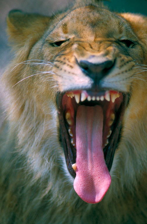 YAWNING-LION-copy.jpg