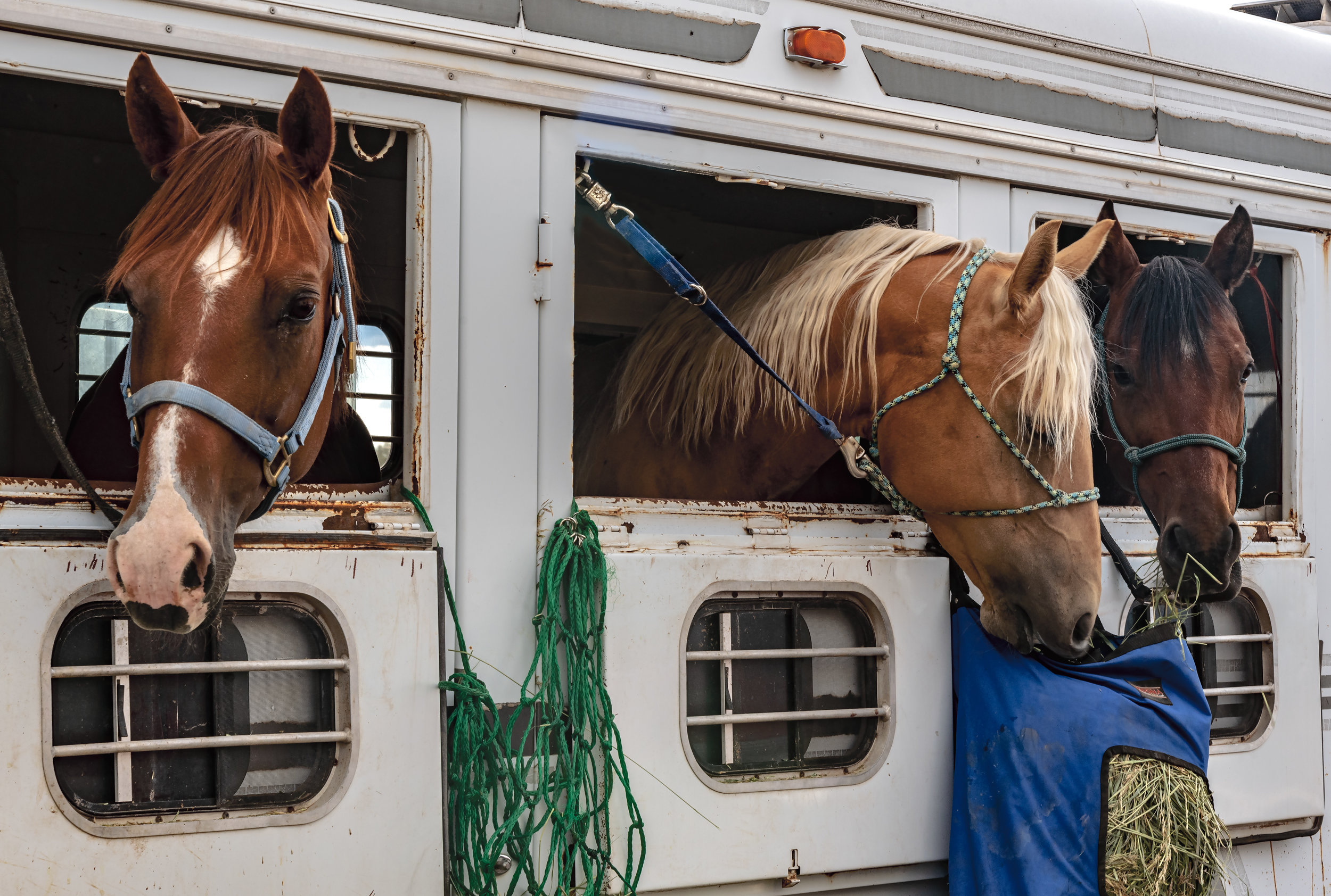 three-amigo-horses.jpg