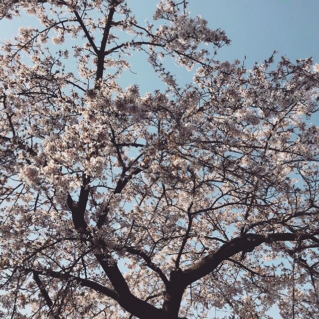 SAKURA🌸 #bolo #amsterdam #frisseneushalen #sakura #lentekriebels #spring