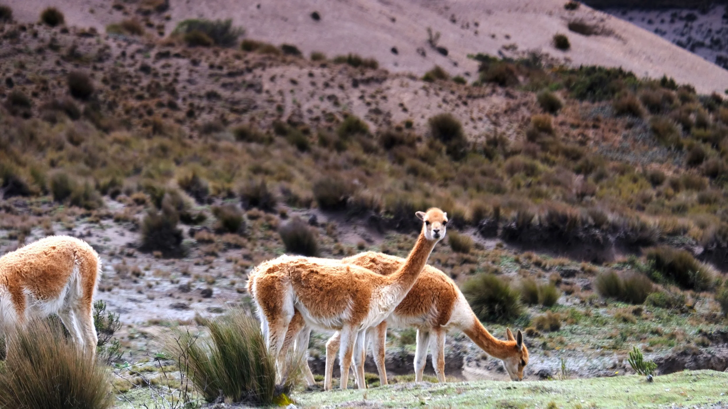 Notes fro the Field: On the way to Baños.