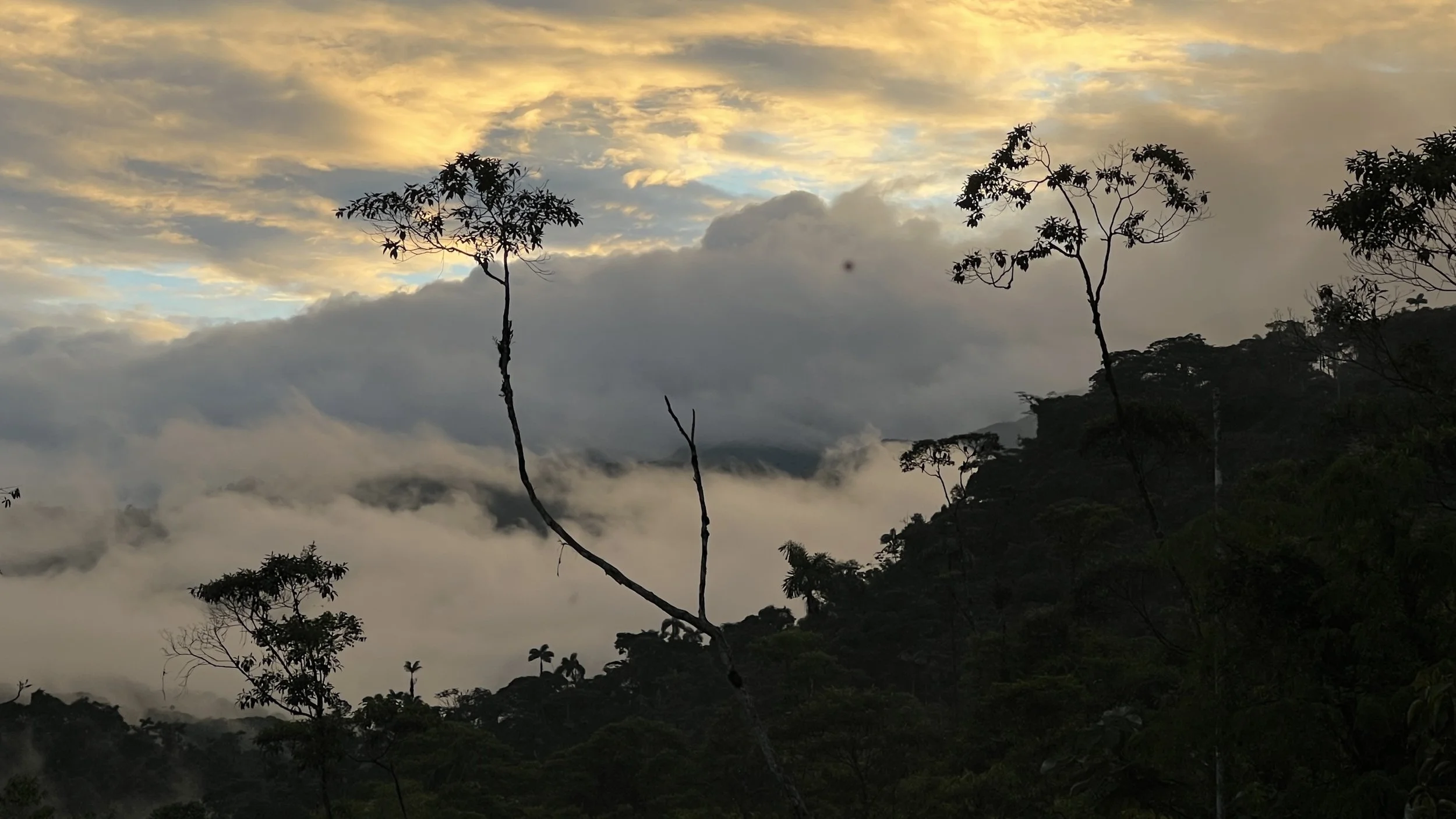 Notes from the Field: Into the Jungle
