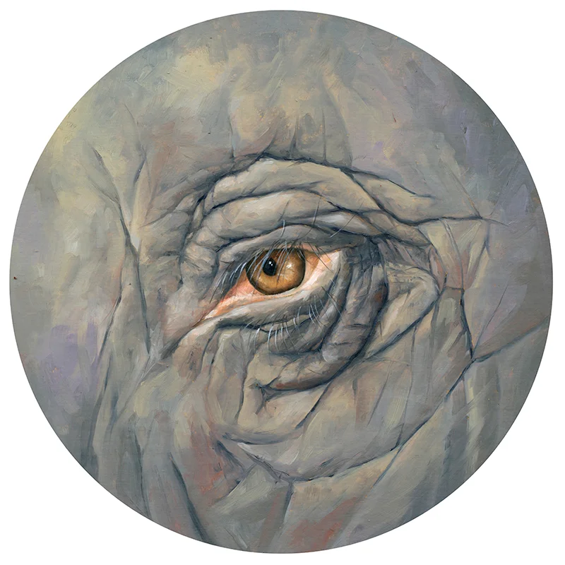 Kornacki_Elephant-Eye.jpg