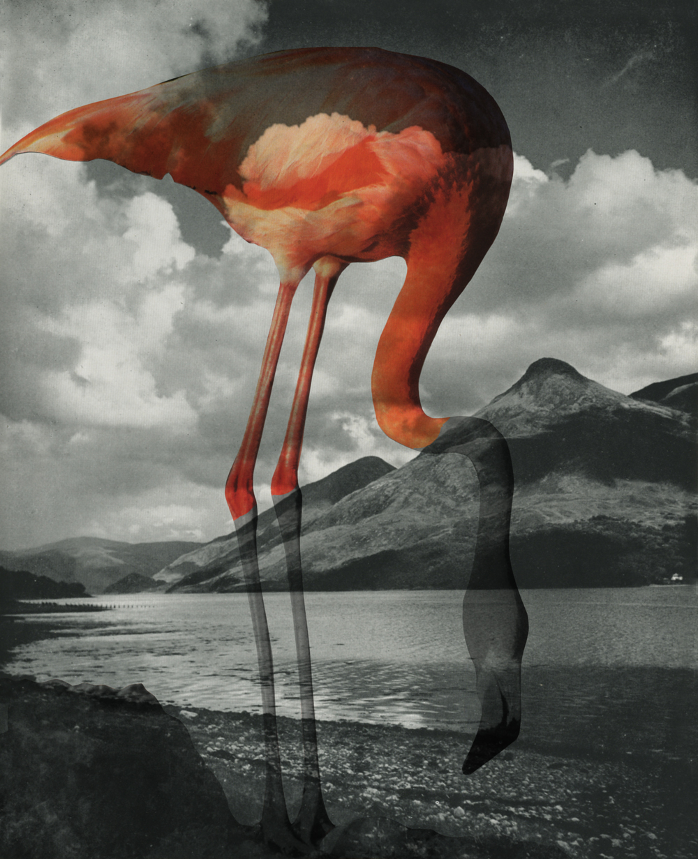 flamingo_1_1000.jpg
