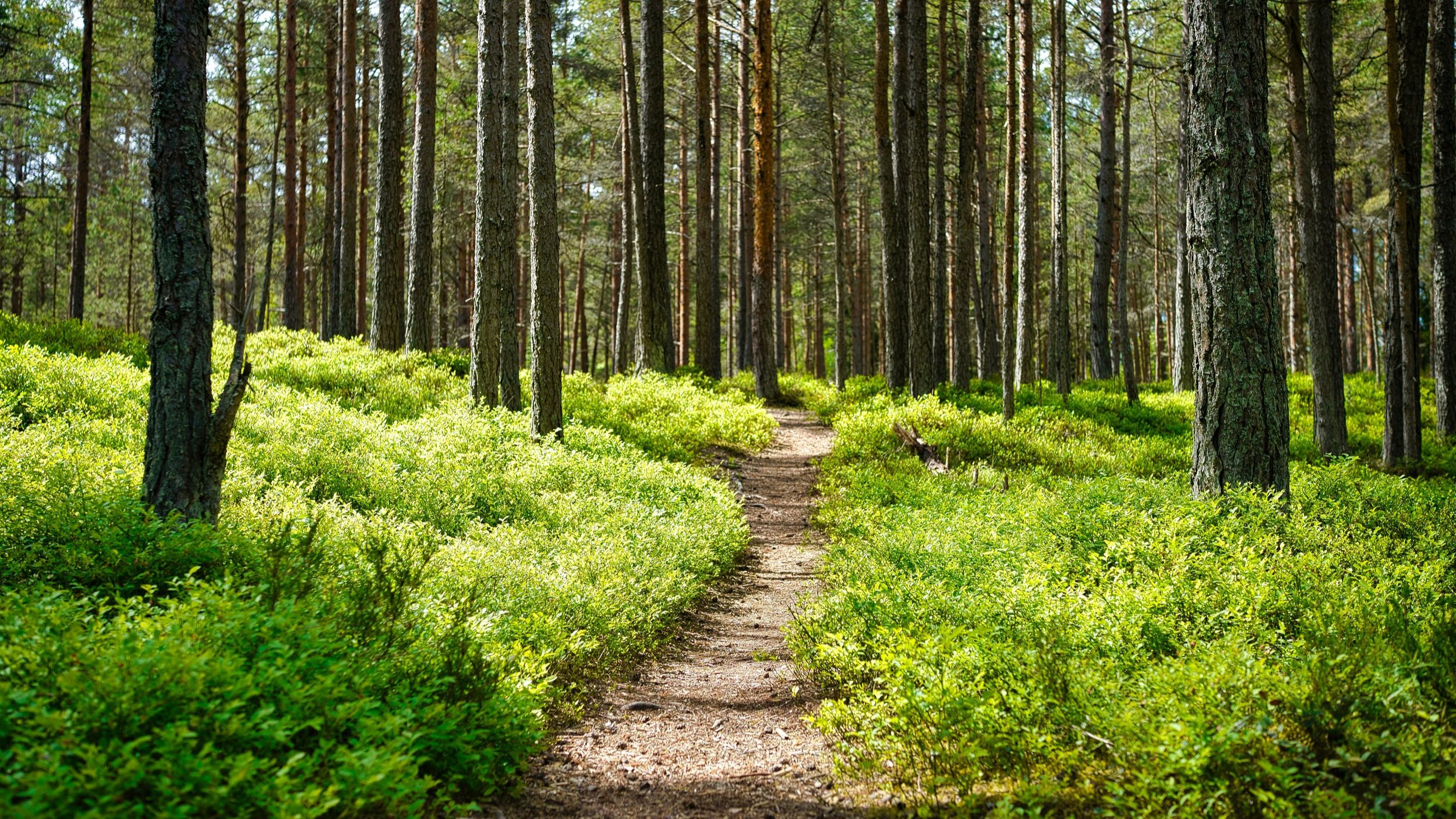 Discipleship: Come and Die (Part 1)