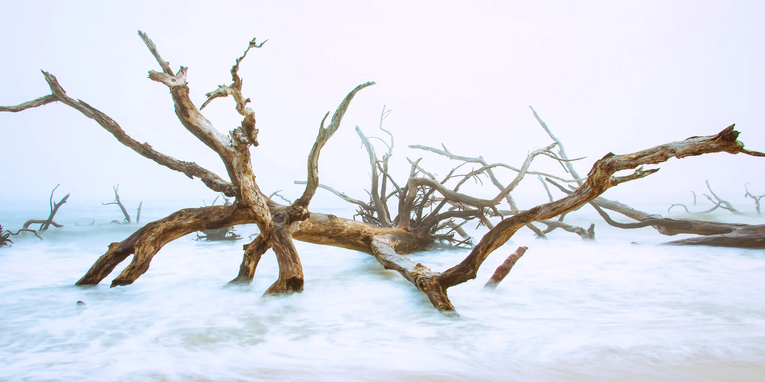 Driftwood Beach morning fog