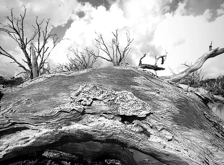 53040B25-D9D6-4888-AEA7-B98DF93248F9.jpeg