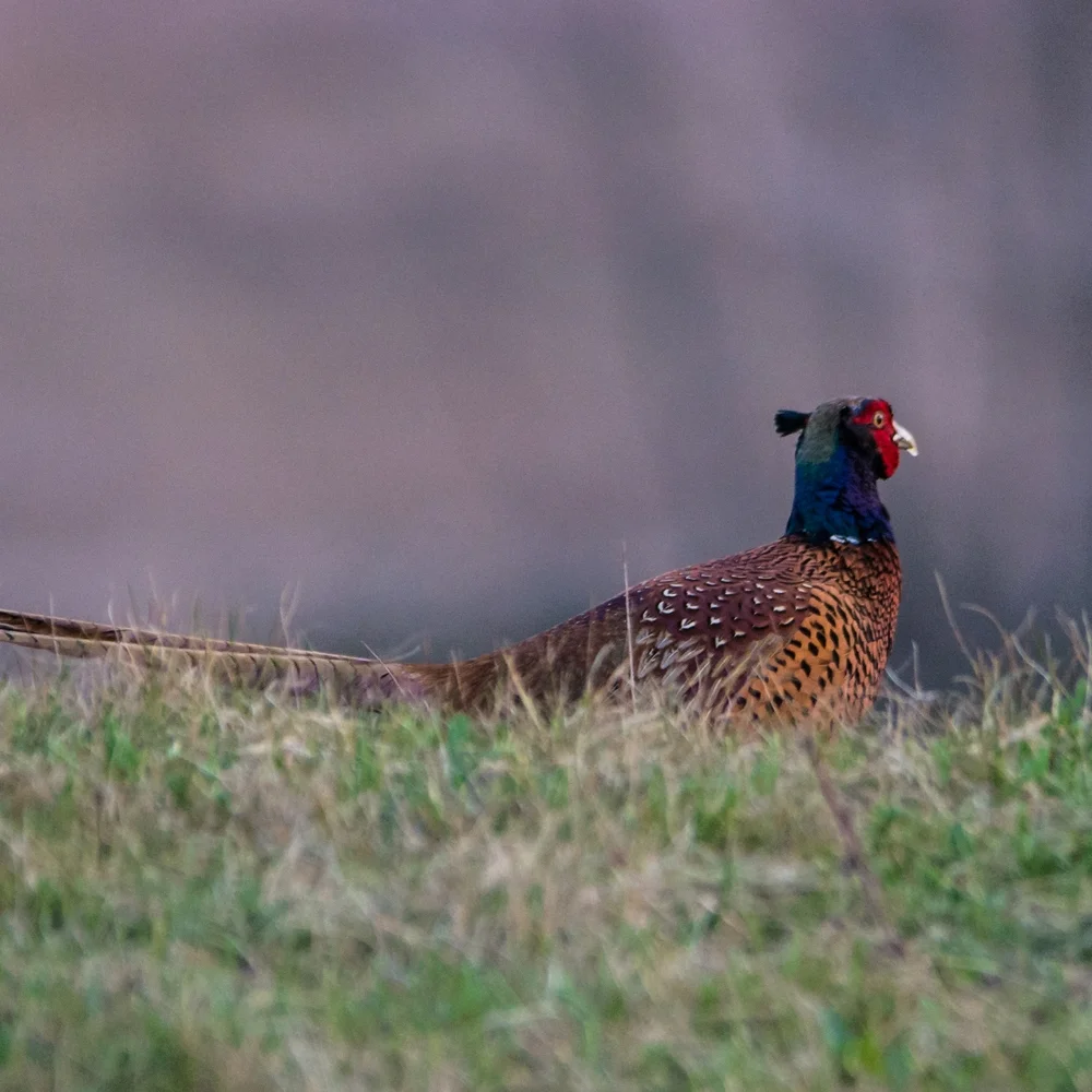 Tag 0 - Geburt unseres Blogs.... oder auch: Fasane am Wiesengrund
