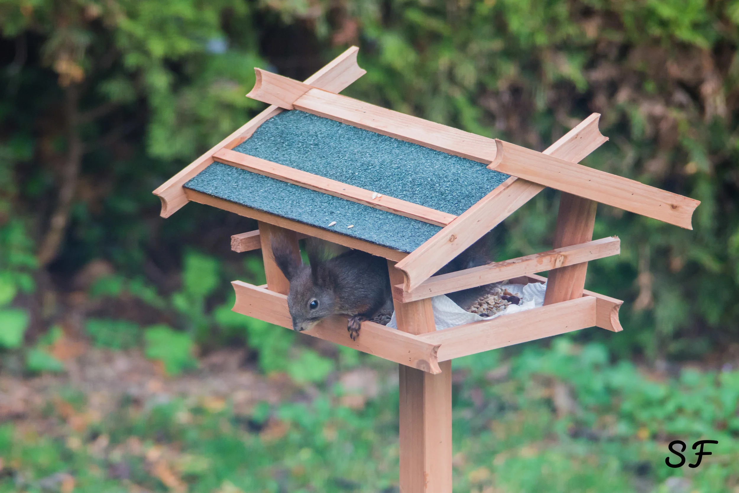  Ein Eichhörnchen bedient sich im "Vogel"häuschen. 