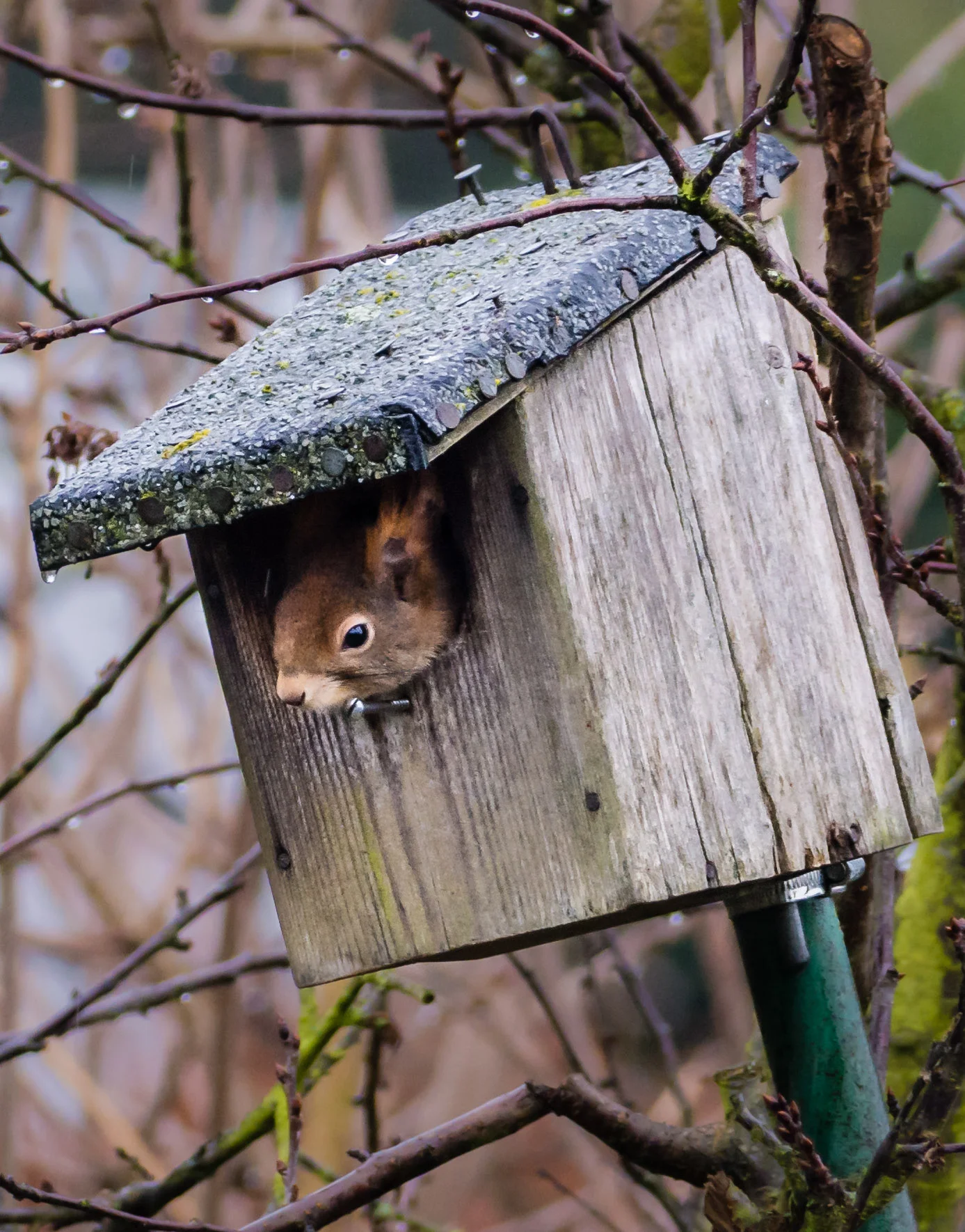 Aus dem Leben eines Eichhörnchens - Teil 1