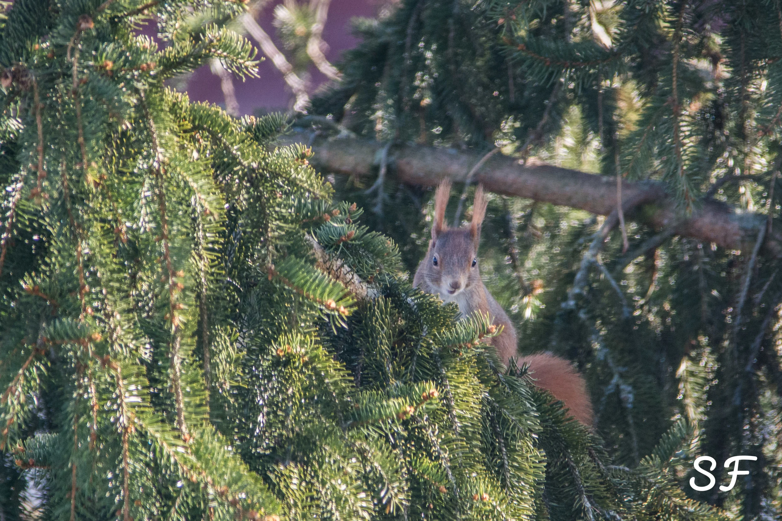   Die Eichhörnchen-Mama auf Futtersuche im Baum hinter unserem Haus.  