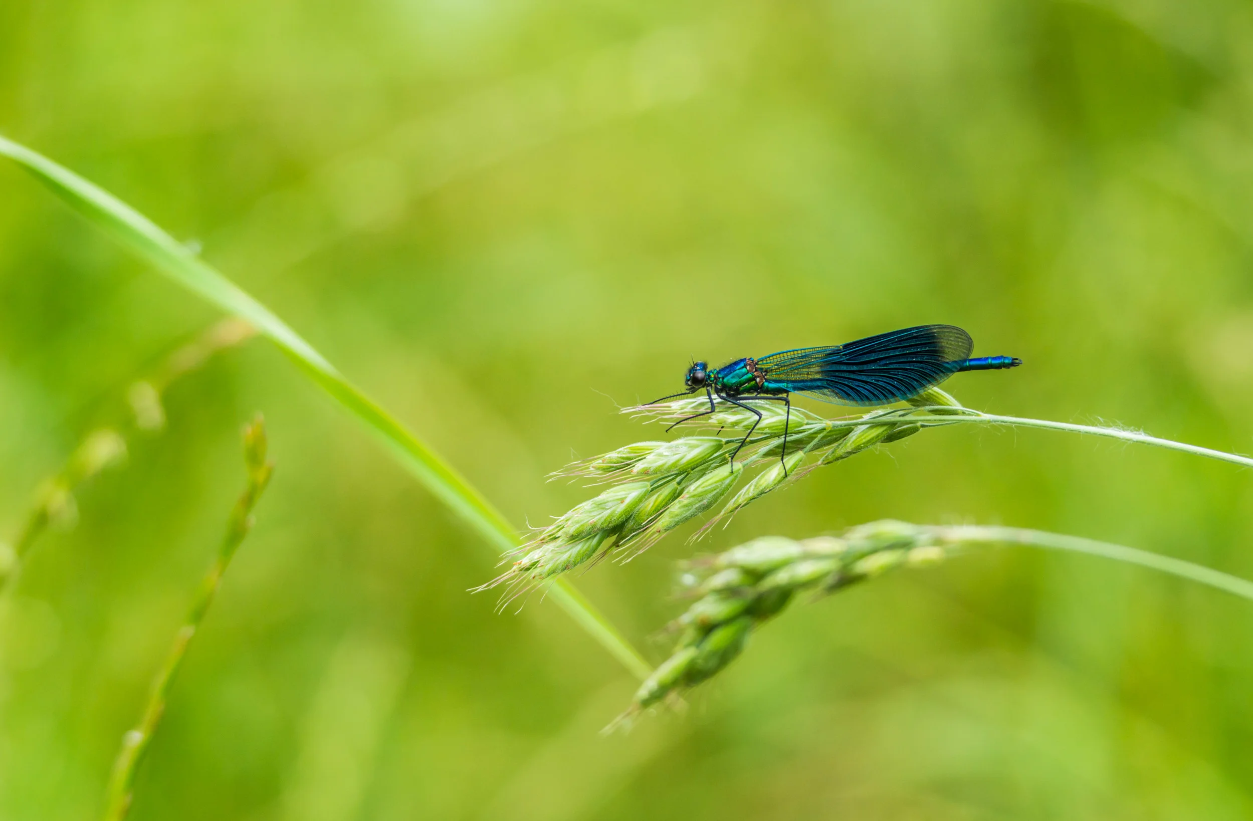Lebensraum Regnitzwiesen