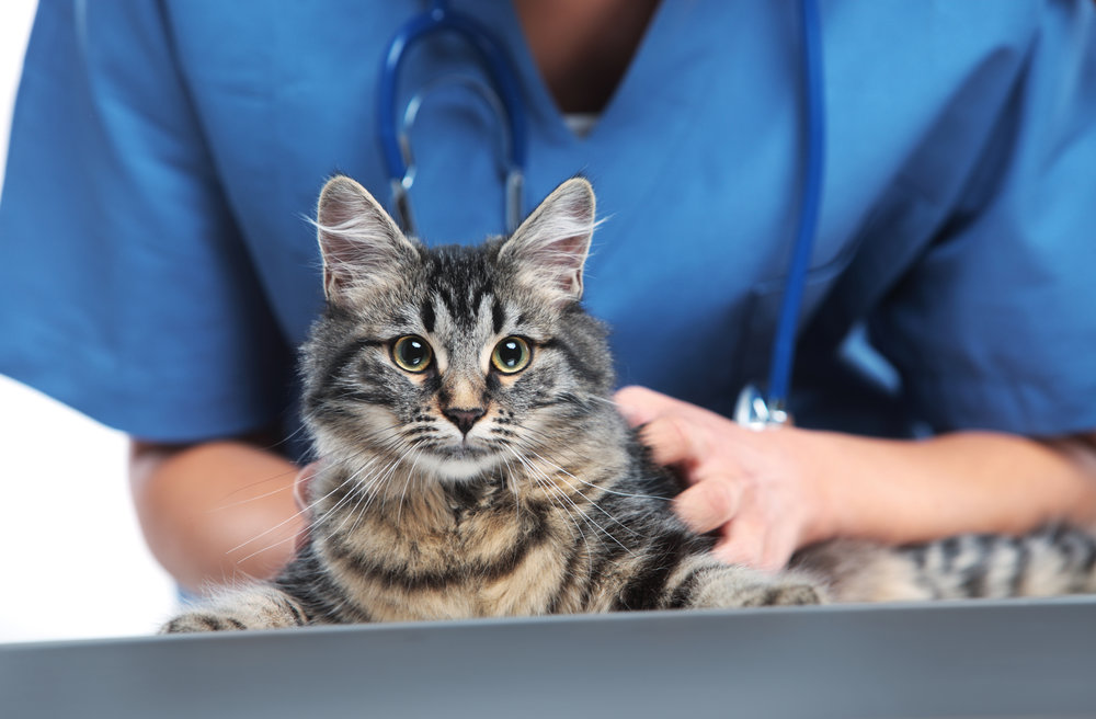 Cat at the vet.jpg