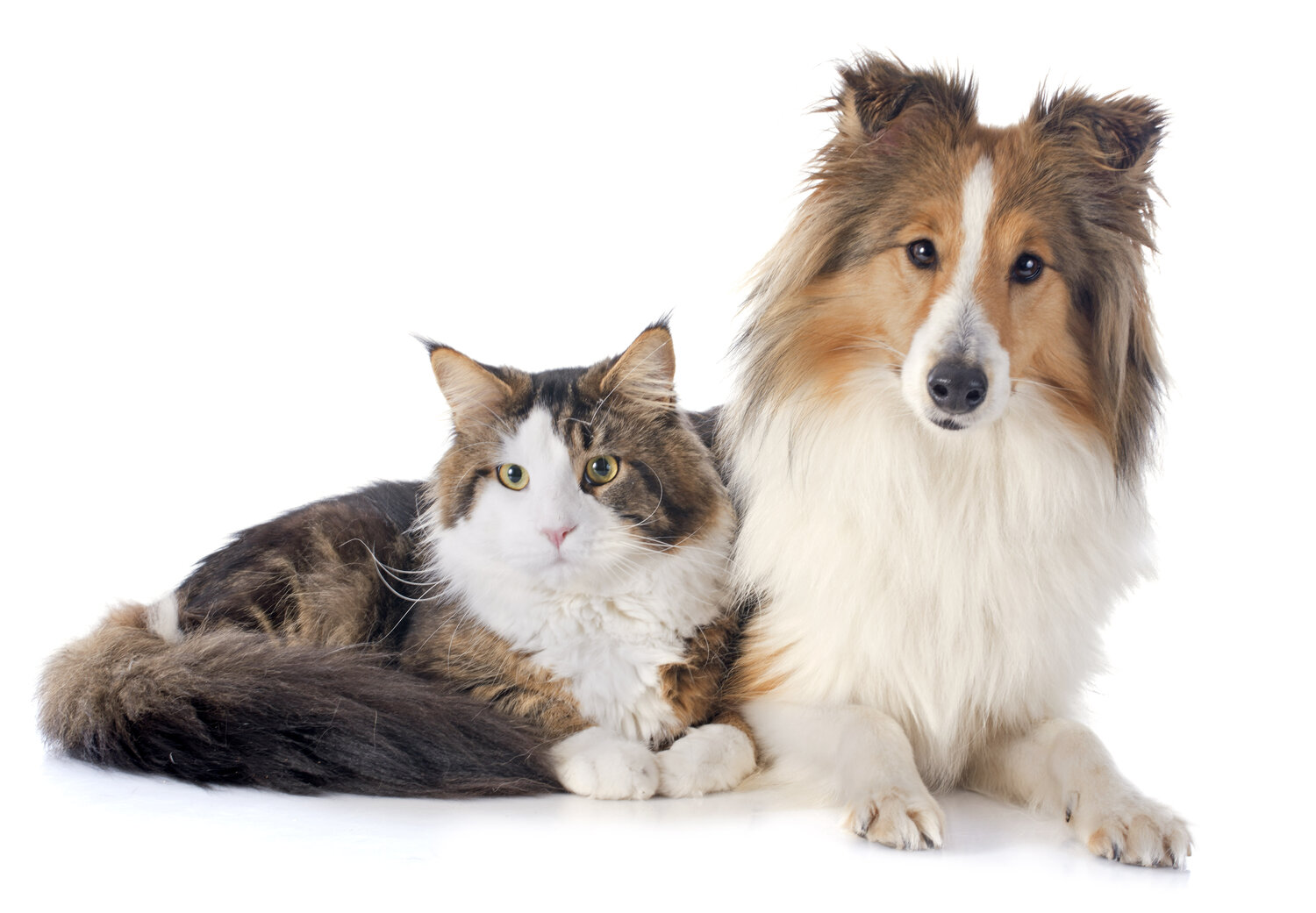 Ways to improve your relationship with your pet.jpg
