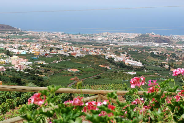 View of the vines in La Orotava , the valley in Tenerife, Canary Islands where Suertes del Marqués is produced. (Photo courtesy of Suertes del Marqués ).